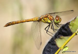 Common Darter (Sympetrum striolatum) M-Imm