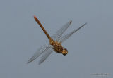 Southern Darter (Sympetrum meridionale) F