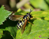 Chrysotoxum festivum (Beaded Chrysotoxum) F