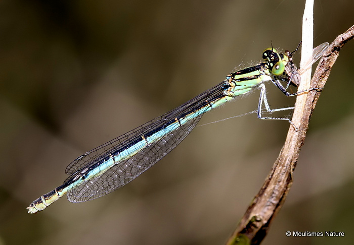 Goblet-marked Damselfly (Erythromma lindenii) F