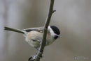 Marsh Tit (Parus palustris)