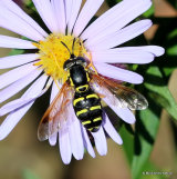 Chrysotoxum festivum (Beaded Chrysotoxum) F
