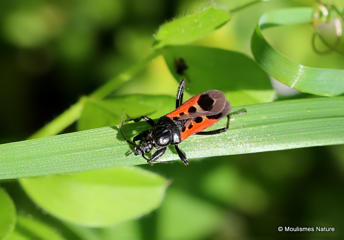 Assassin Bug sp. Pirates hybridus