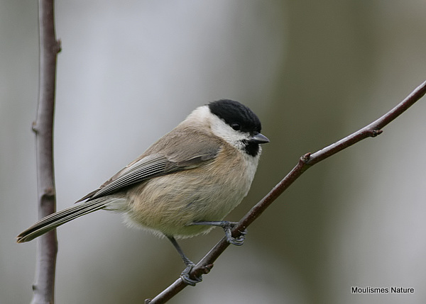 Marsh Tit (Parus palustris)