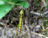 Black-tailed Skimmer (Orthetrum cancellatum) F