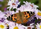 Painted lady (Vanessa cardui)