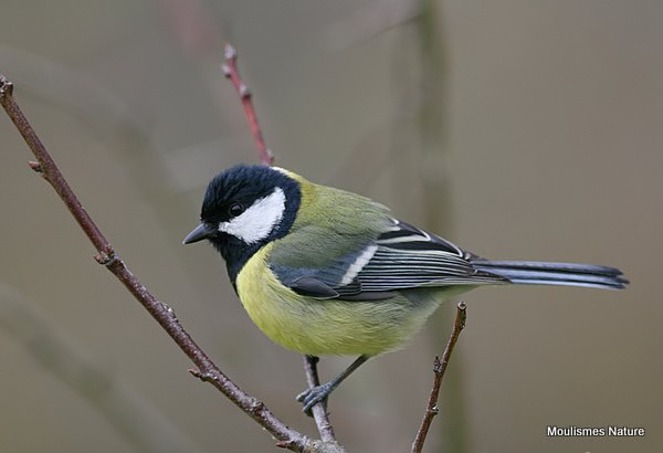Great Tit (Parus major)