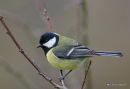 Great Tit (Parus major)