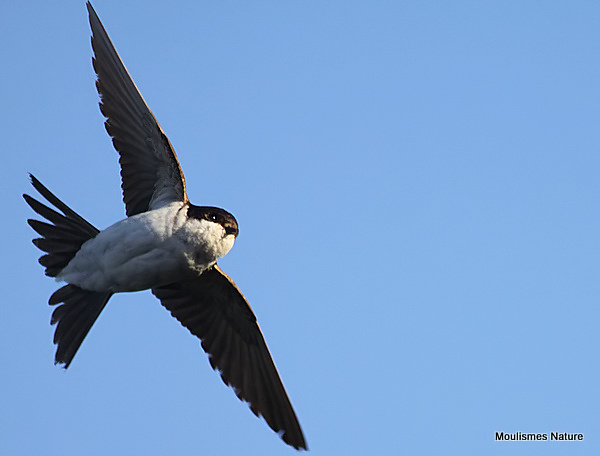 Common House Martin (Delichon urbicum) ad, Hirondelle de fenêtre