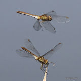 Southern Darters (Sympetrum meridionale) F
