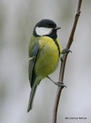 Great Tit (Parus major)
