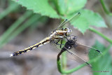 White-tailed Skimmer (Orthetrum albistylum) F