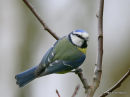 Blue Tit (Parus caeruleus)