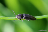 Click Beetle sp. (?)Aplotarsus incanus