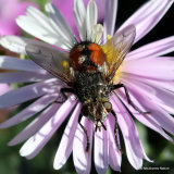 Tachinid fly sp. Peleteria rubescens