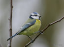 Blue Tit (Parus caeruleus)