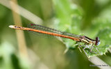 Orange White-legged Damselfly (Platycnemis acutipennis) M