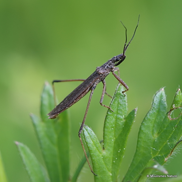 Stilt Bug sp. (Berytidae sp.)