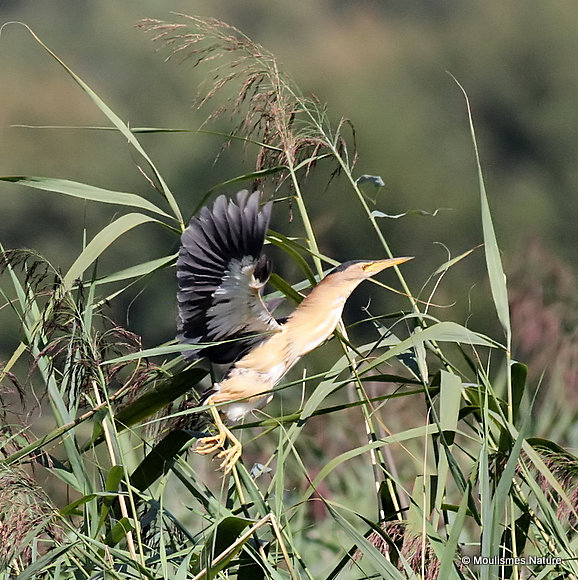 Little Bittern (Ixobrychus minutus) M