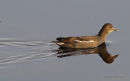 Common Moorhen (Gallinula chloropus) Juv