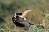 Little Bittern (Ixobrychus minutus) M