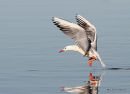 Slender-billed Gull (Larus genei) Los Urrutias