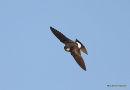 Common House Martin (Delichon urbicum) juv, Hirondelle de fenêtre