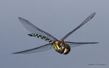 Migrant Hawker (Aeshna mixta) M