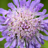 Knautia arvensis, Field Scabious