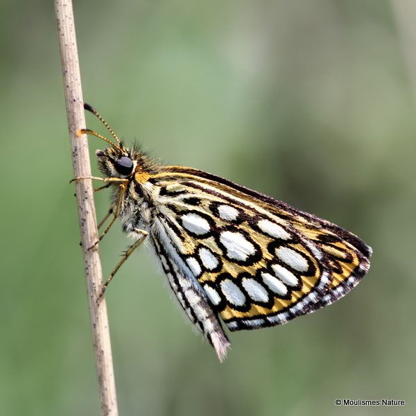 Large Chequered Skipper (Heteropterus morpheus)