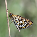 Large Chequered Skipper (Heteropterus morpheus)
