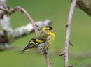 European Siskin (Carduelis spinus) M