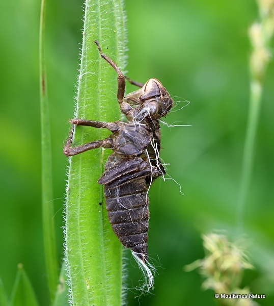 Four-spotted Chaser (Libellula quadrimaculata)