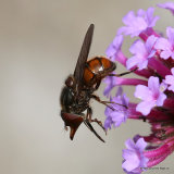 Rhingia campestris (Common Snout-hoverfly)