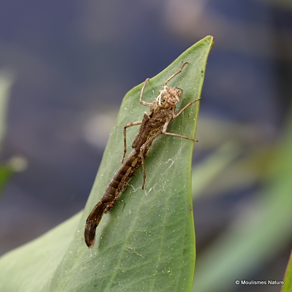 Red-eyed Damselfly (Erythromma najas)