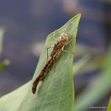 Exuviae
