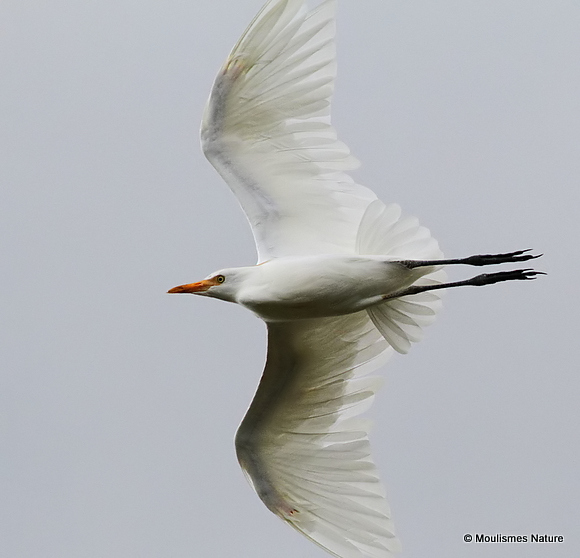 Cattle Egret (Bubulcus ibis) Ad-W