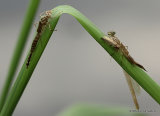 Red-eyed Damselfly (Erythromma najas)