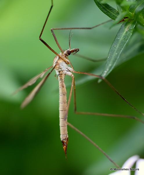 European Crane Fly (Tipula paludosa) F