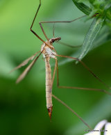 European Crane Fly (Tipula paludosa) F