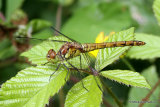Common Darter (Sympetrum striolatum) F