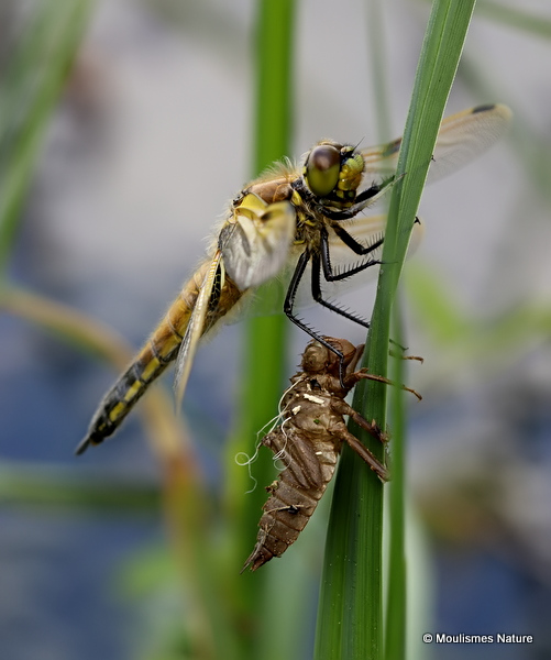 Four-spotted Chaser (Libellula quadrimaculata)