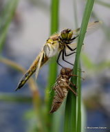 Four-spotted Chaser (Libellula quadrimaculata)