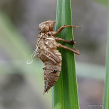 Four-spotted Chaser (Libellula quadrimaculata)