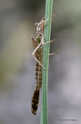 Red-eyed Damselfly (Erythromma najas)