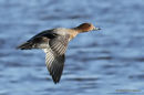 Eurasian Wigeon (Anas penelope) F, Canard siffleur