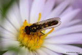 Platycheirus sp. M