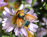 Tachinid fly sp. Phasia aurulans M