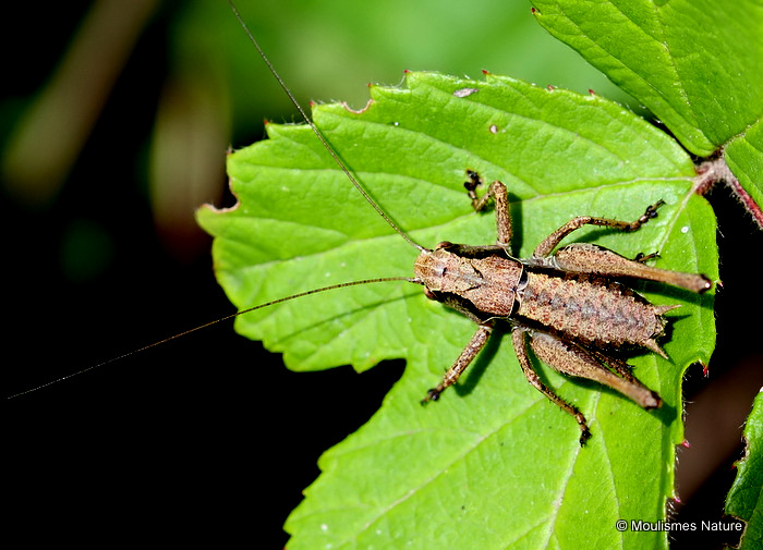 Dark Bush-cricket (Pholidoptera griseoaptera) M nymph