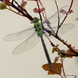 Emperor (Anax imperator) M-ten